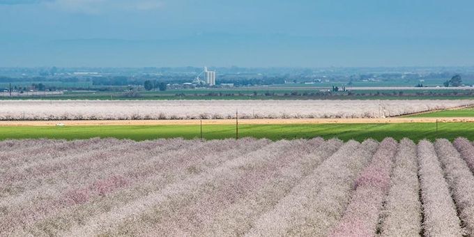 Why Virtual Sensors Could Save California's At-Risk Almond Yields