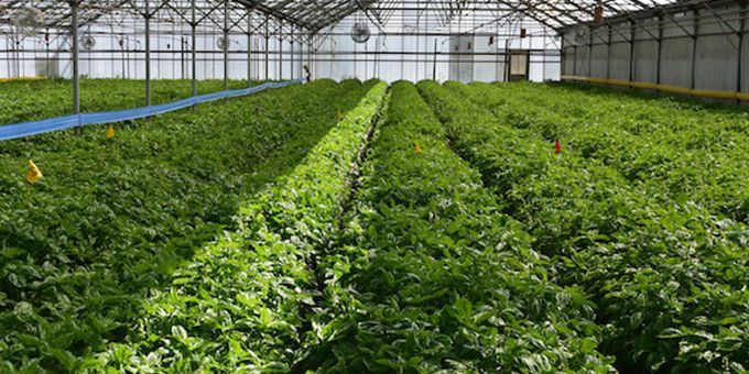 How the Farm Bill impacts Greenhouse and Indoor Growers