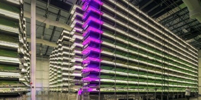 Look Inside This $42 Million Dollar Indoor Farm!