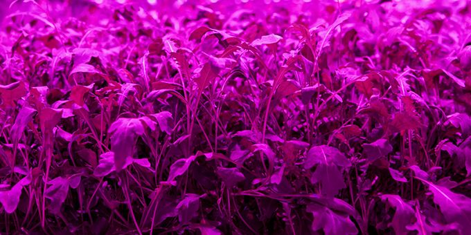 Is Indoor Farming Really Profitable?