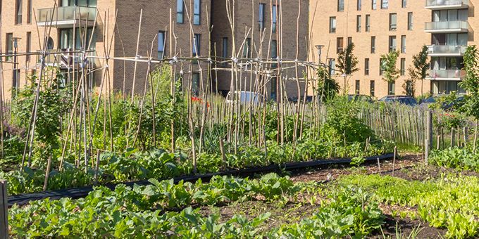 Urban Gardening-The Next Step to Bring Greenery Back in the Concrete Jungle.