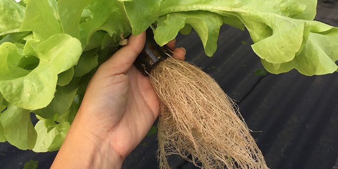 Key Differences Between Aeroponics & Hydroponics