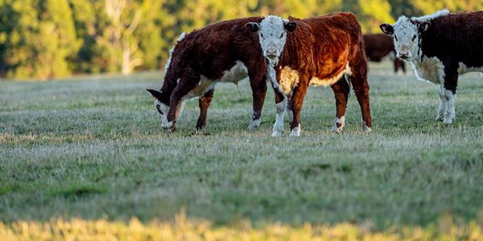 Ranch Life: Water Visibility is Critical Part 2