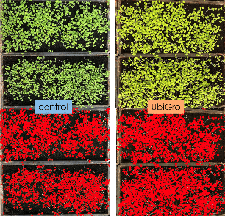 UbiGro Greenhouse Film Control vs Regular Side