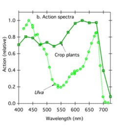 Graph showing the effects of the Action Spectrum of Light