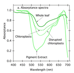 Graph showing the effects of the Absorption Spectrum of Light